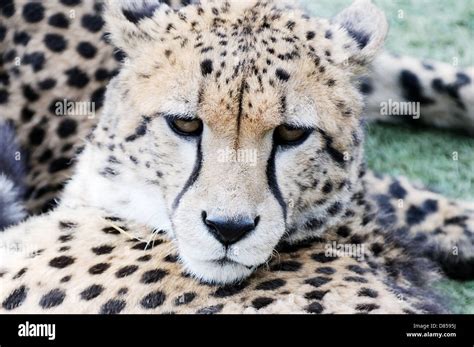 Cheetah Closeup Detail Of Fur And Face Stock Photo Alamy