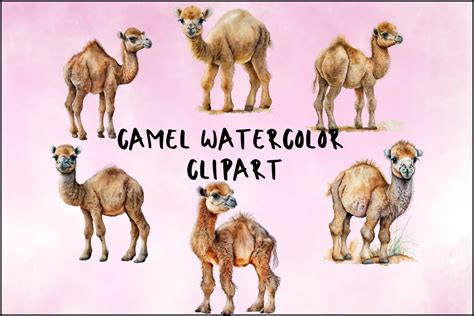 Camel Watercolor Clipart Graphic By Sugarplum · Creative Fabrica