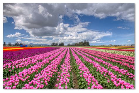 Tulip Field Canvas Art By Pierre Leclerc 12 X 19 Transitional