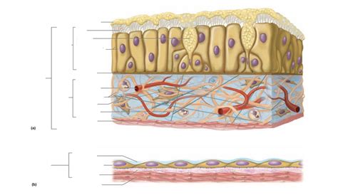 530 Histology Of Mucous And Serous Membranes Diagram Quizlet