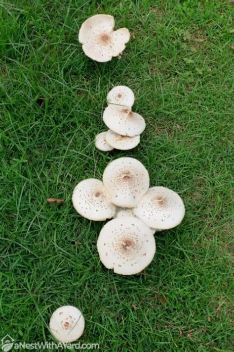 How To Get Rid Of Mushrooms In Lawn 2024 - A Nest With A Yard