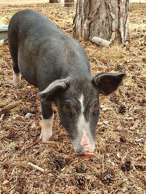 West Stow Anglo Saxon Village Welcomes Iron Age Pigs Æppel And Æcern