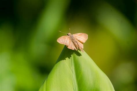 Plain Longtail From Nueva Esperanza Palenque Chis M Xico On