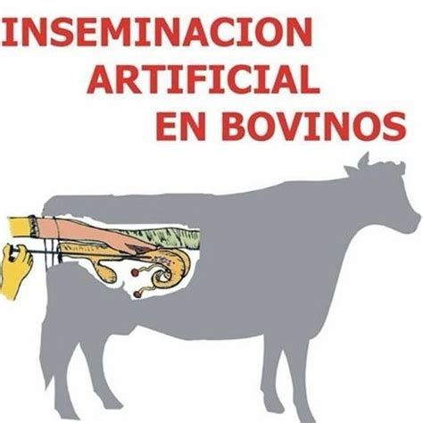 Curso Apostila Insemina O Artificial Em Bovinos R Em Mercado Livre