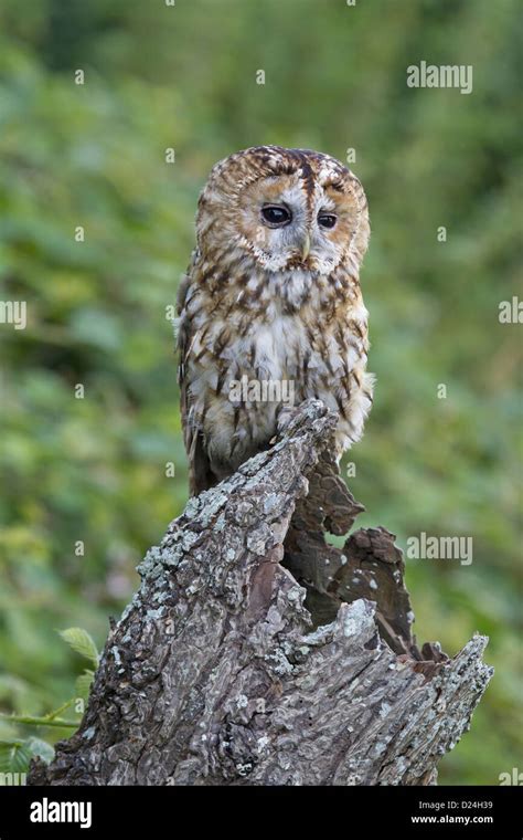 Tawny Owl Strix Aluco Adult Perched On Hollow Tree Stump August