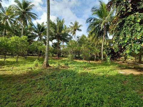 FARM LOT WITH HOUSE Property For Sale House Lot On Carousell