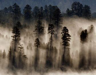 Montane Forests - Science of the American Southwest (U.S. National Park ...