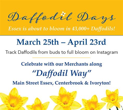 Daffodil Days 2023 Experience Essex CT