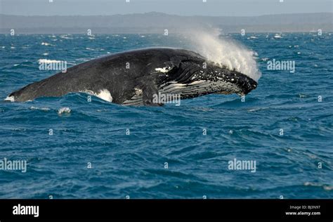 Species-specific breach, breaching, jumping with a twist, humpback ...