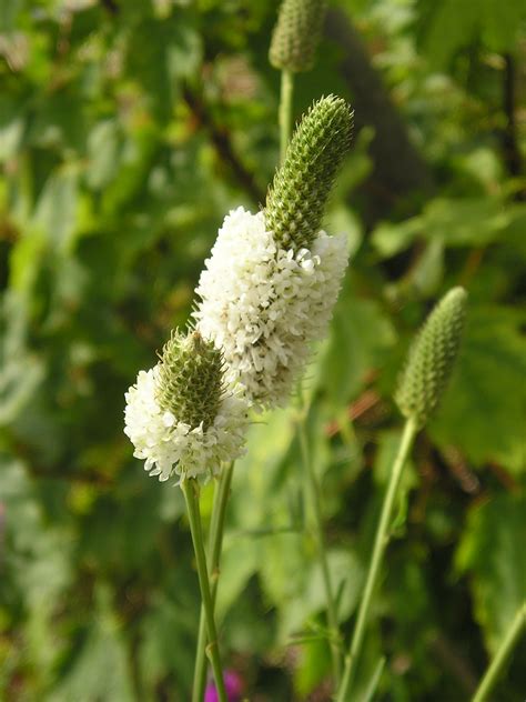 4 White Prairie Clover Dalea Candida Natural Shore Natives