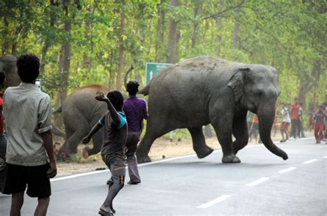 Indias Elephants Are In Mortal Danger And This Photographer Is Trying