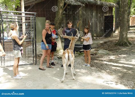 Fallow Deer In Deer Forest And People Friends To Feed Him Southwicks