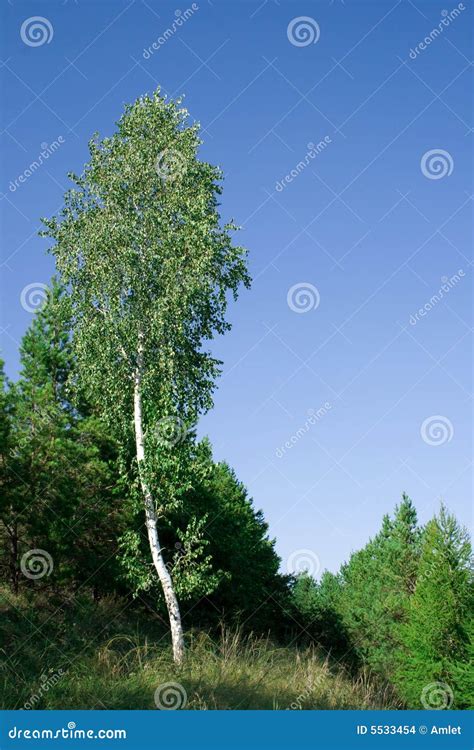 Nature of Siberia stock photo. Image of russia, summer - 5533454