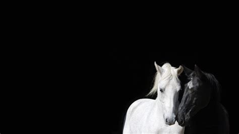 🥇 Animals black and white horses wallpaper | (54167)