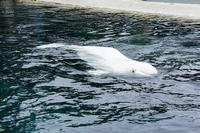 All Albino Animals: Albino Beluga Whale | White Beluga Whale.