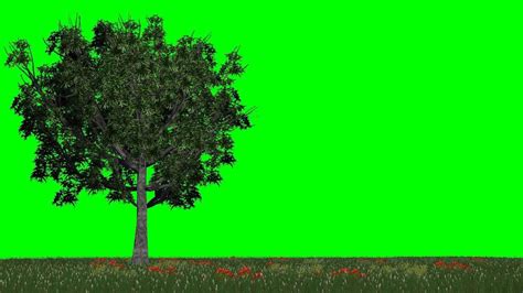 Meadow With Trees In The Light Wind Free Green Screen Free Use