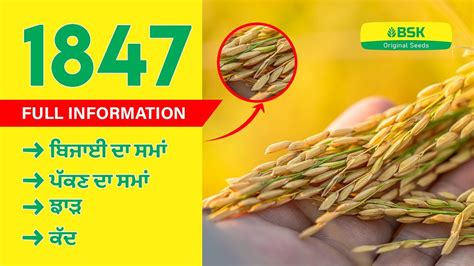 Pusa Basmati 1847 Details Rice Seeds Basmati Rice Variety Top