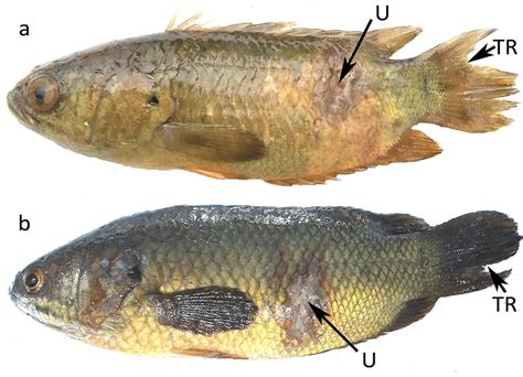 Tail Rot Tr And Ulcerations U On Body Of Anabas Testudineus