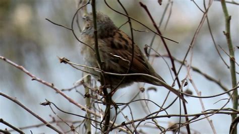 Singing Dunnock Youtube