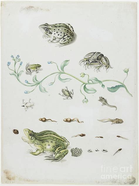 Metamorphosis Of A Frog And Blue Flower Painting By Maria Sibylla Graff