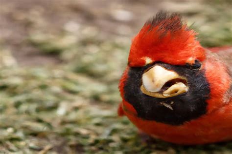 Cómo influyen los cardenales en la dispersión de plantas invasoras