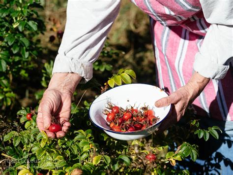 Harvesting rose hips – vegalicious.photos