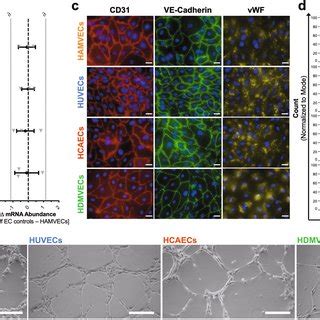 Primary Cultures Of Human Adipose Tissue Derived Microvascular