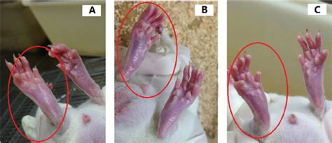 Typical Rat Paws In The Red Circles At H After A Subplantar