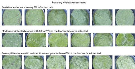 Identifying Downy And Powdery Mildew Resistance In The Clones Produced In The Sauvignon Blanc 2