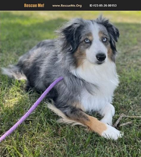 Adopt 23052600153 Australian Shepherd Rescue St Charles Mo