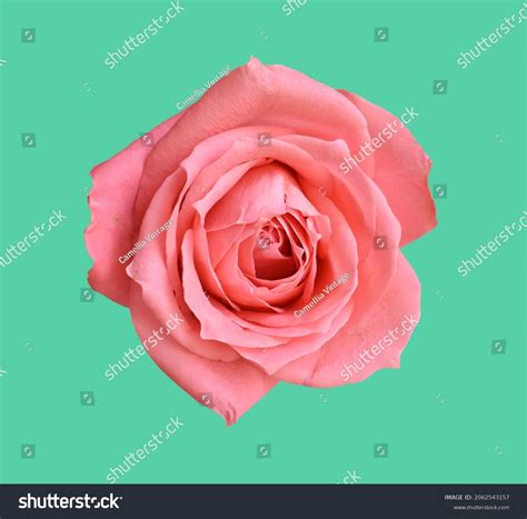 Pastel Rose Flower Isolated Green Background Stock Photo 2062543157 ...