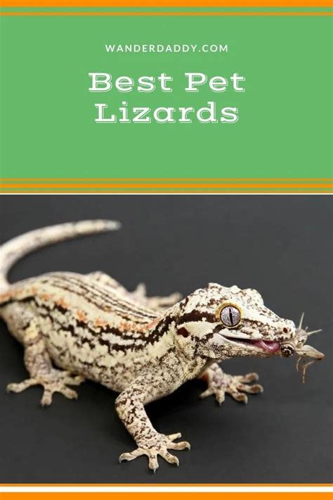 20 Best Pet Lizards Different Types Of Lizards Pet Wander Daddy A