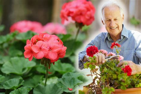 Kiedy przycinać pelargonie Najlepszy termin i sposób sadzenia