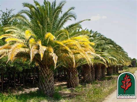 Palmera Canaria En Monterrey