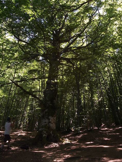 Parco Regionale Dei Sassi Di Roccamalatina Educazione Ambientale