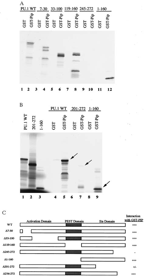 The Pu Ets Domain Can Physically Interact With Pip A And B Various