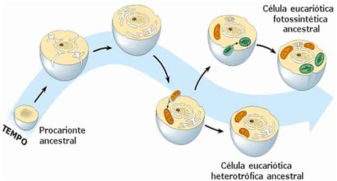 Citologia Planeta Biol Gico