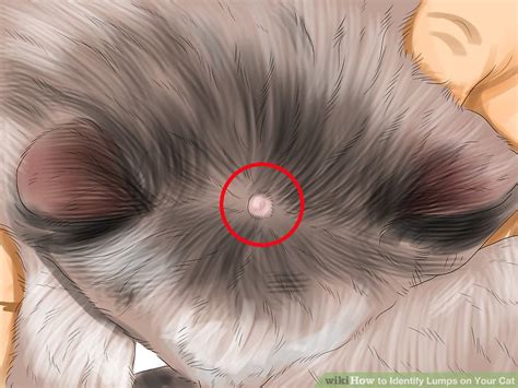 How To Drain A Cyst On A Cat - Best Drain Photos Primagem.Org