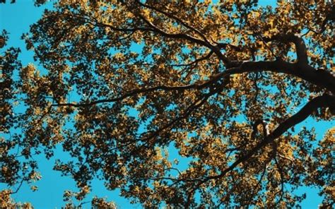 Green Leaves Tree Branches In Blue Sky Background 4k Hd Nature