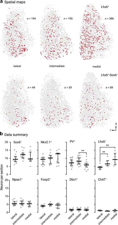 Lateromedial Gradients And Relative Abundance Of Different Gpe Neuron