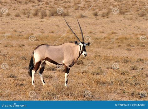 Gemsbok Antelope Oryx Gazella Stock Image Image Of Conservation