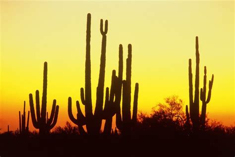 Cactus En El Desierto 74525