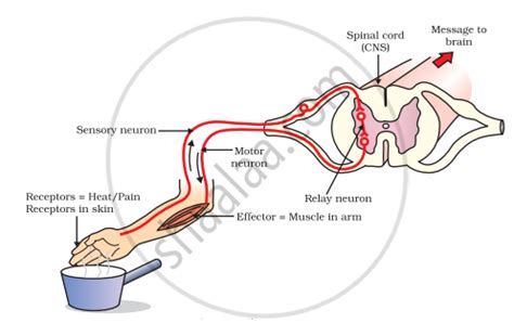 What are reflex actions? Give two examples. Explain a reflex arc ...