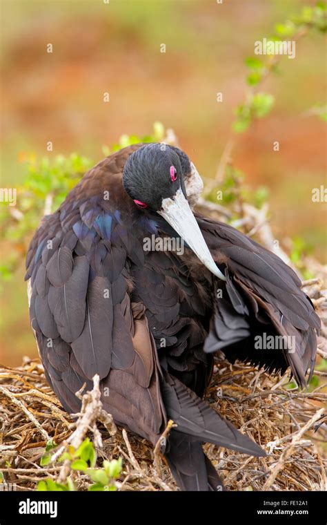 Female Magnificent Frigatebird Fregata Magnificens On North Seymour