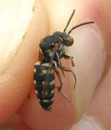 Epeolus Cruciger Male Hartlebury Common Staffordshire Flickr