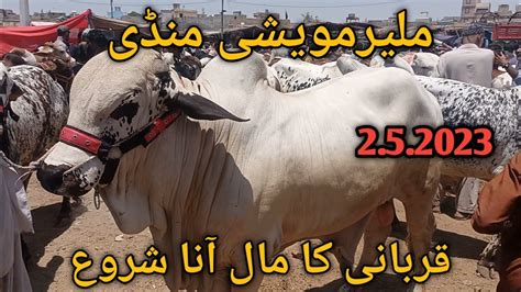 Malir Mandi Karachi Cattle Rates Update 2 May 2023 Cow Mandi 2023