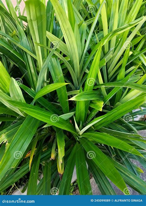 Pandan Wangi Leaves Stock Image Image Of Herb Produce 245099089