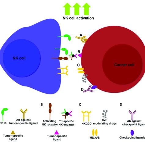 Examples Of Nk Cell Immunotherapies Targeting Nk Cells And Tumors