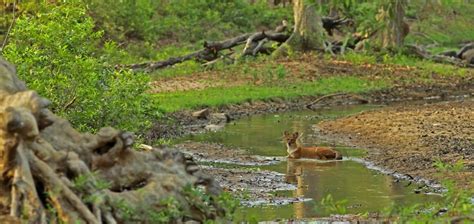 Bori Wildlife Sanctuary - TOFTigers