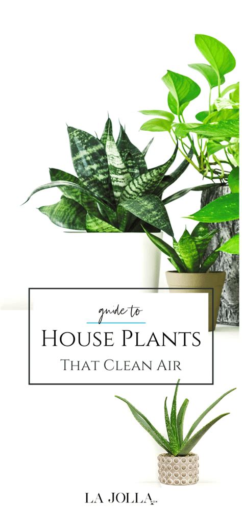 10 Indoor Plants That Help Clean, Purify Air, and Absorb Odor